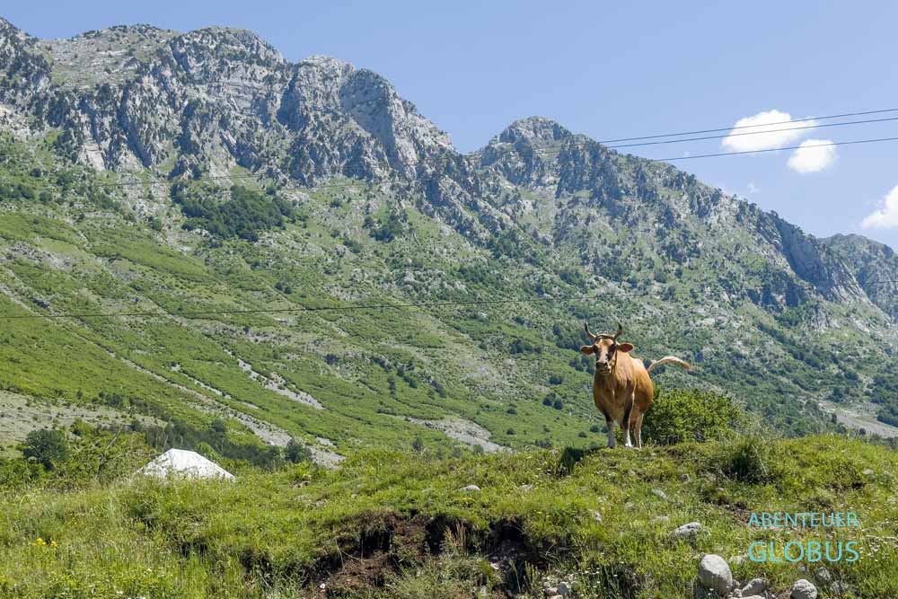 Anfahrt nach Theth: Zwischenstopp in Boga, Viehhaltung in den Bergen im Boga-Tal