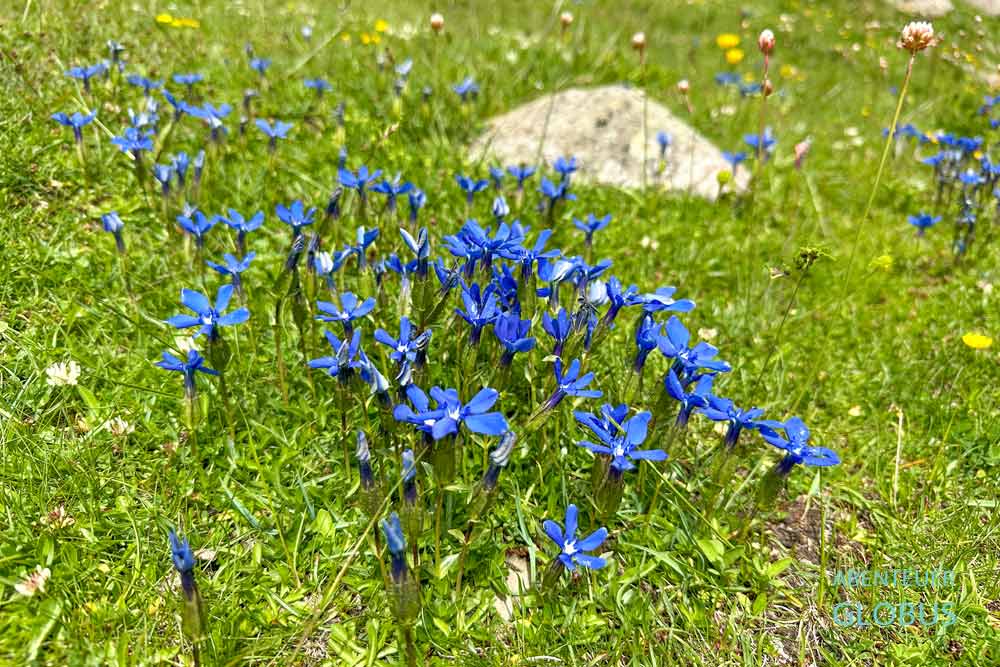 Lepushe: Frühlings-Enzian auf der Wiese