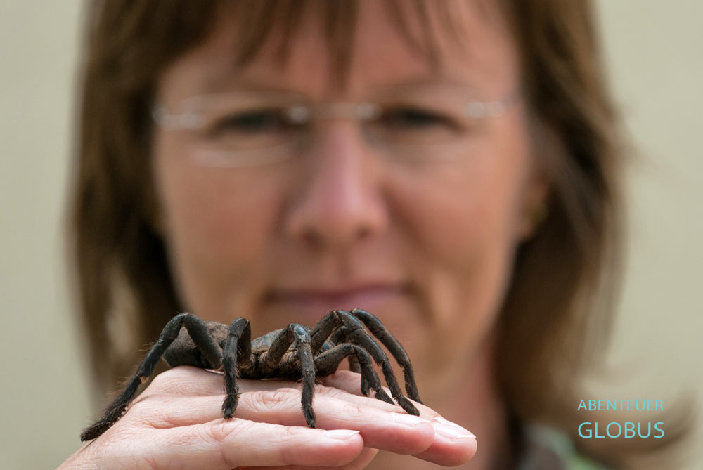 Riesige schwarze Vogelspinne auf der Hand einer Touristin in Kambodscha