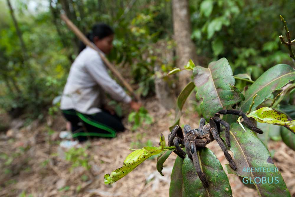 Skun, Kambodscha: Schwarze Vogelspinne wartet im Gebüsch. 