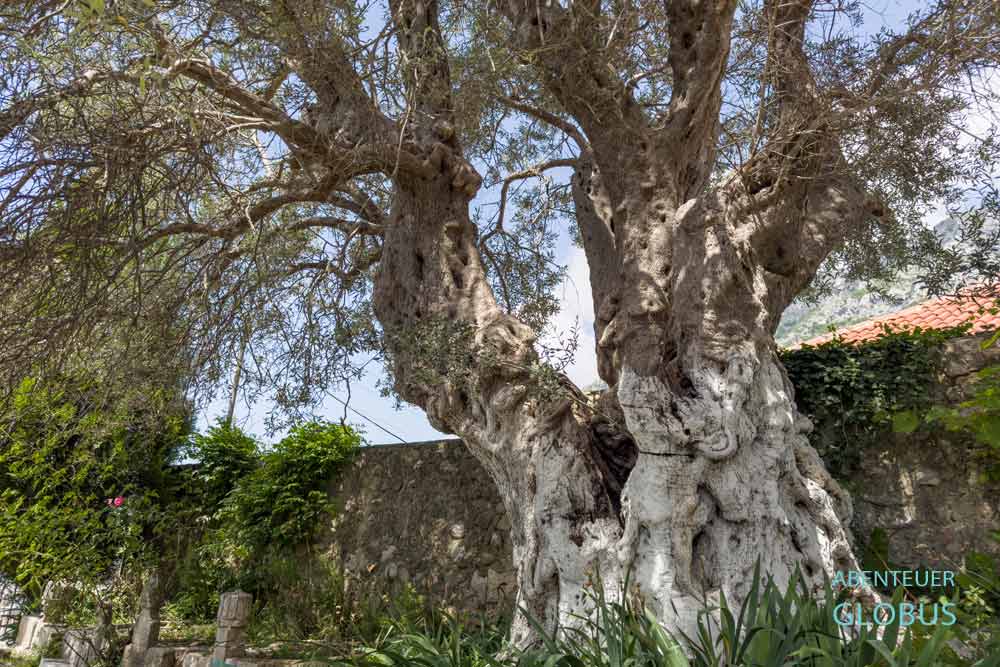 Burg Kruja: 500 Jahre alter Skanderbeg-Olivenbaum auf dem Gelände der Dollma Tekke