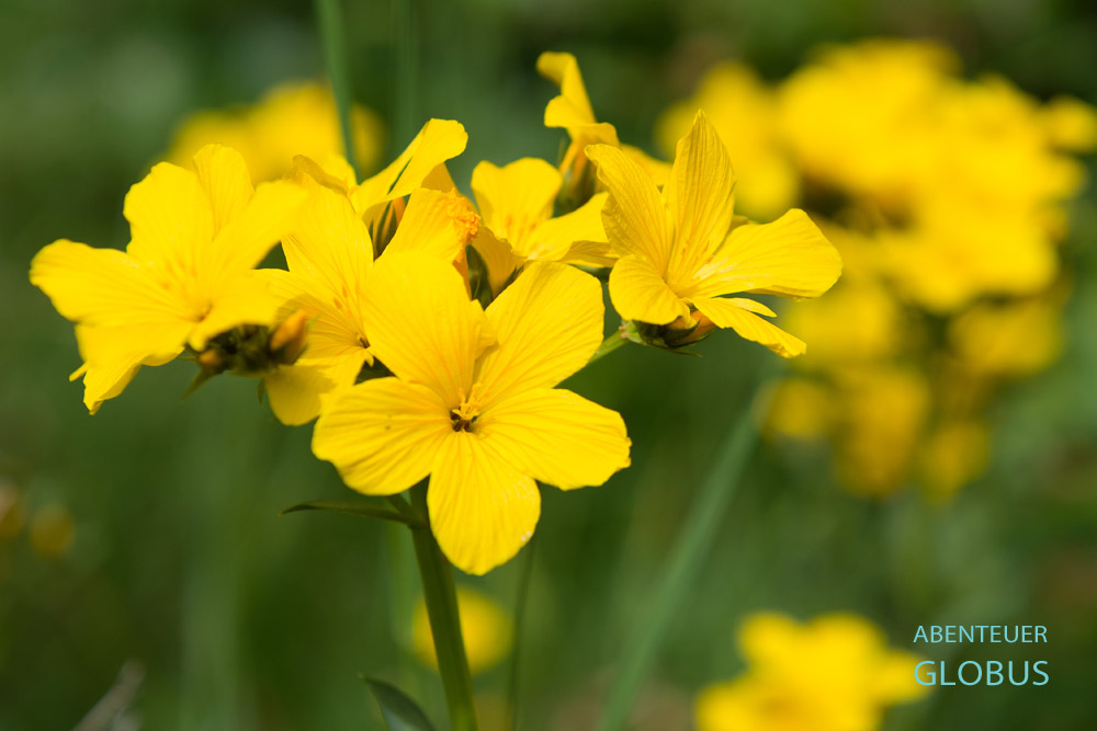 Blütenpracht im Frühling am Wanderweg zum Berg Maja e Vajushes