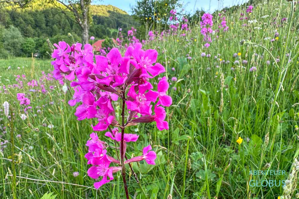 Im Frühling blühen bunte Blumen auf den Almwiesen am Wanderweg zum Berg Maja e Vajushes