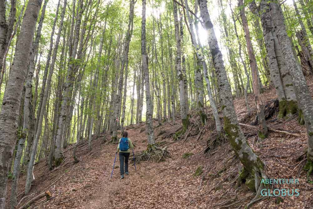 Lepushe: Wanderung zum Berg Maja e Vajushes durch den Buchenwald 