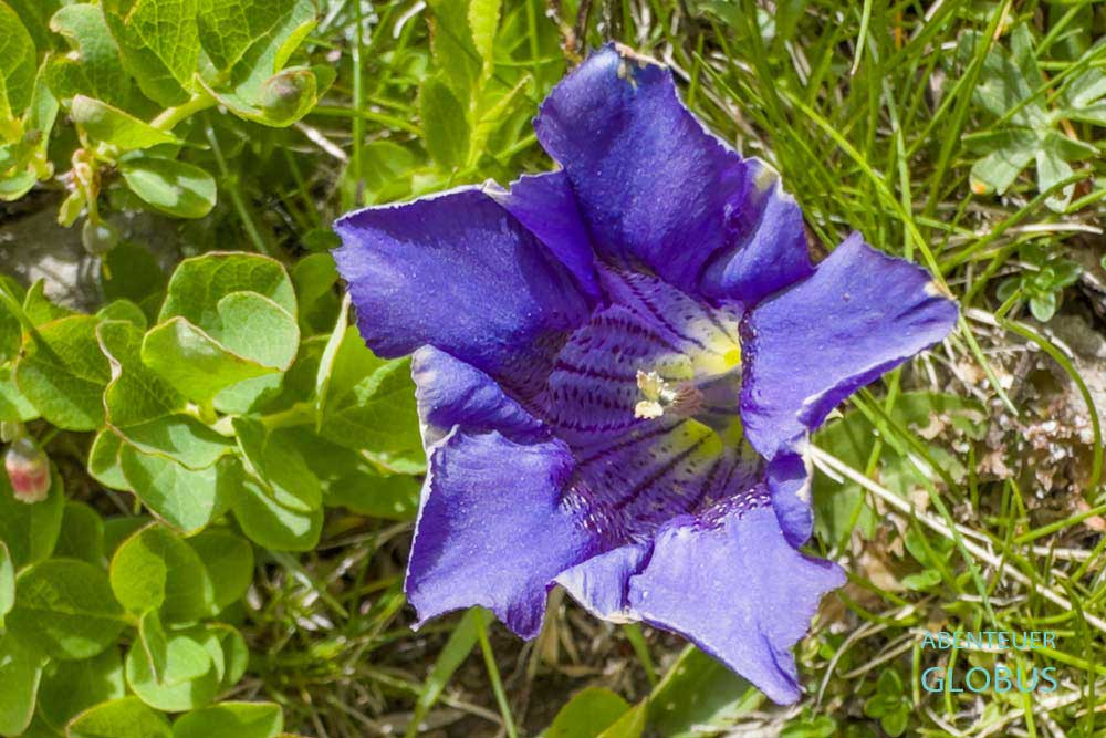 Dinarischer Enzian am Wanderweg zum Berg Maja e Vajushes