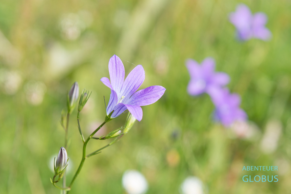 Frühling in Lepushe: Glockenblumen auf der Almwiese 