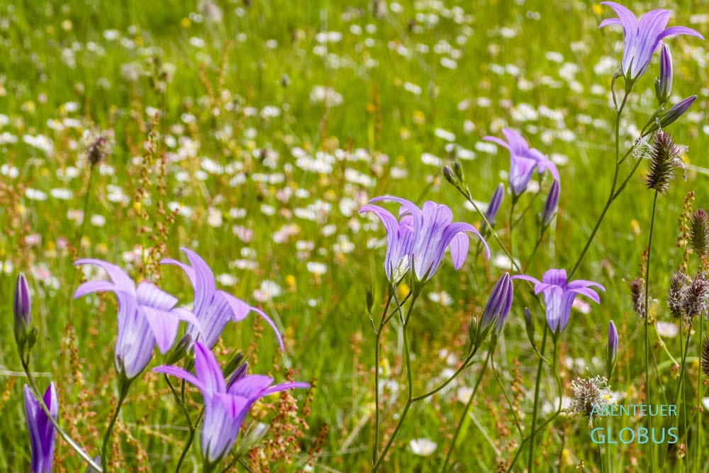 Glockenblumen auf der Wiese am Wanderweg zum Berg Vajusha