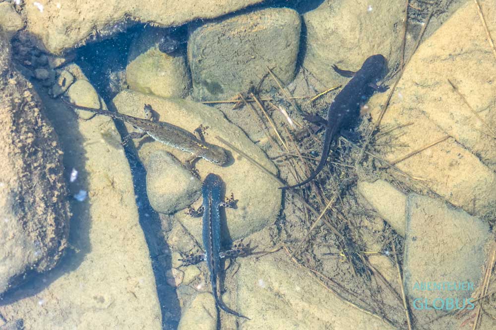 Wanderung auf den Berg Vajusha bei Lepushe: Molche in einem Tümpel