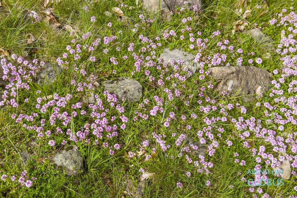 Lepushe: Wilder Thymian