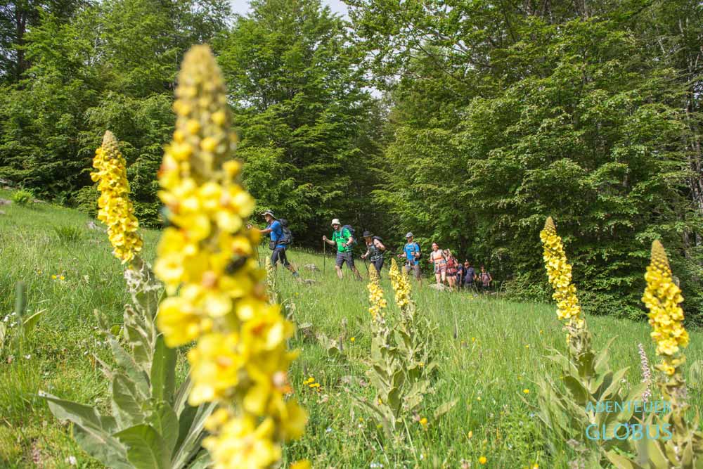 Aktivitäten bei Lepushe: Wandergruppe auf dem Weg zum Berg Vajusha in den Albanischen Alpen