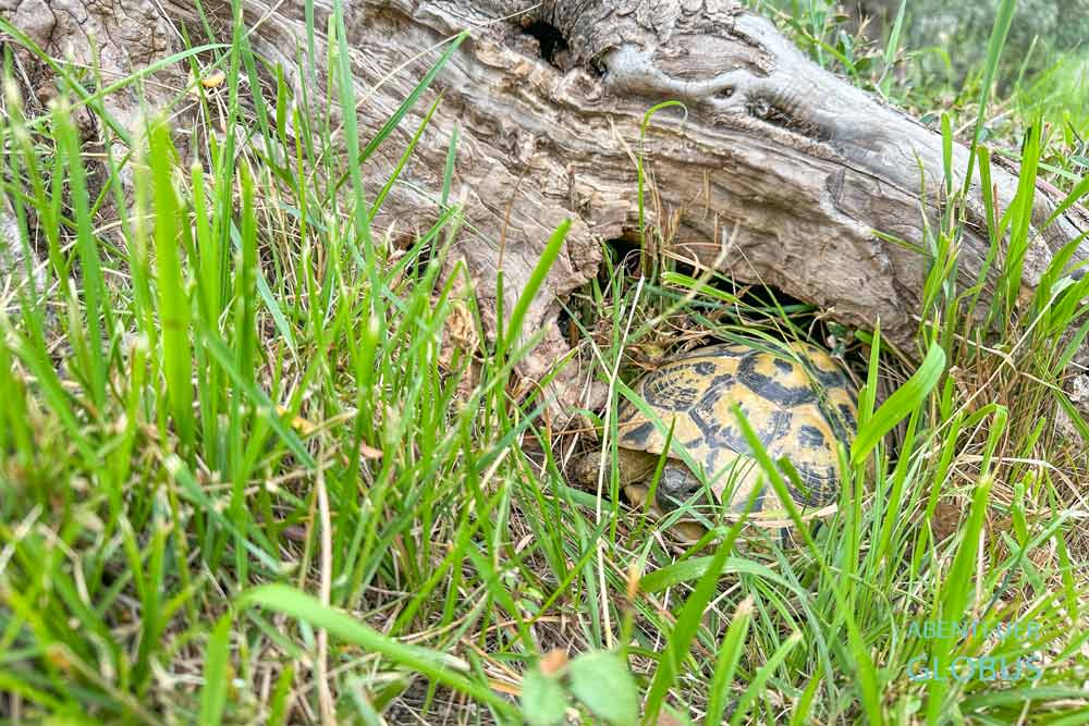 Schildköte auf dem Campingplatz Mali Camping Kruja