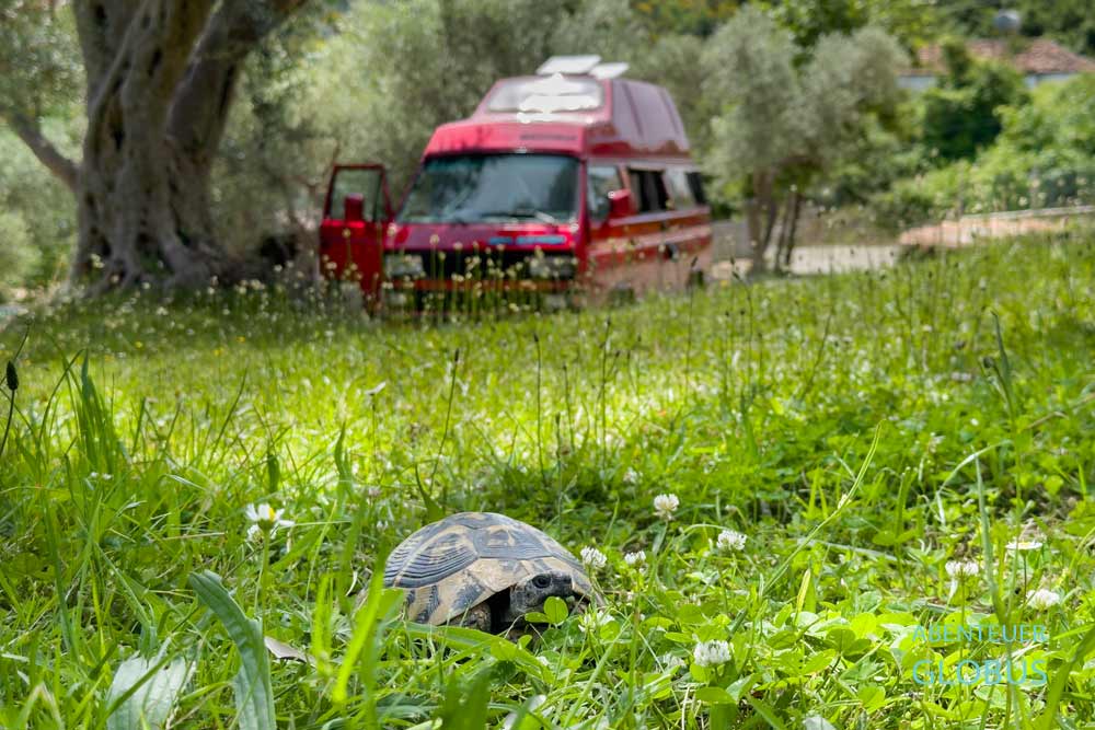 Campingplatz in Kruja: Schildköte im Mali Camping Kruja