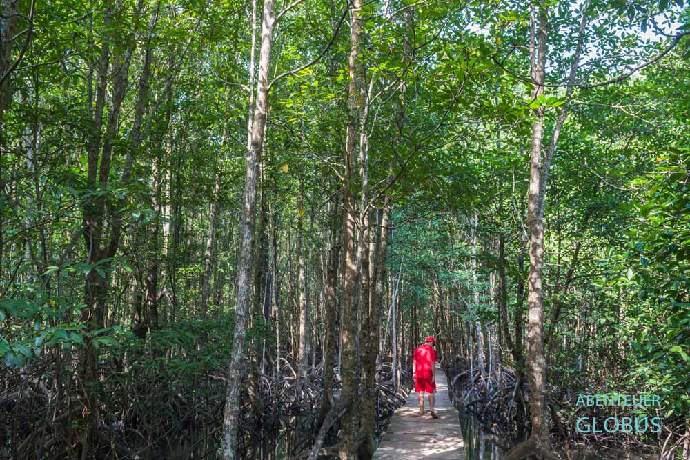 Highlights auf der Insel Koh Rong: Mangrovenwald der "Prek Kongkang Koh Rong Ecotourism Community“ 