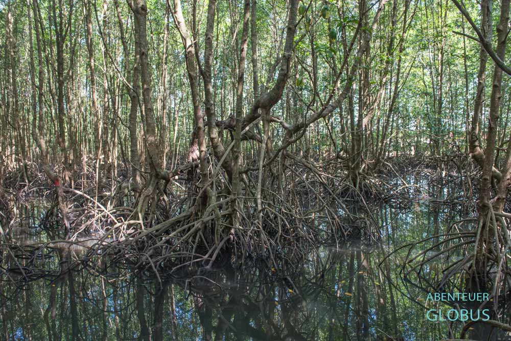 Mangroven im Wasser vom Ta Sok Fluss auf der Insel Koh Rong