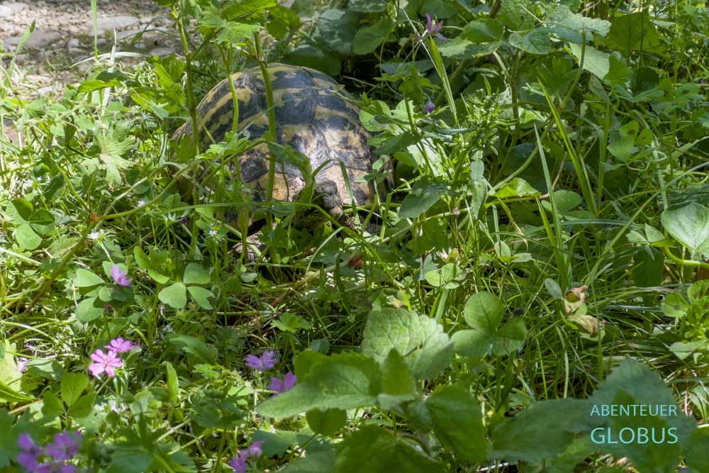 Rijeka Crnojevica, Montenegro: Schildkröte während Wanderung zur Obod Höhle