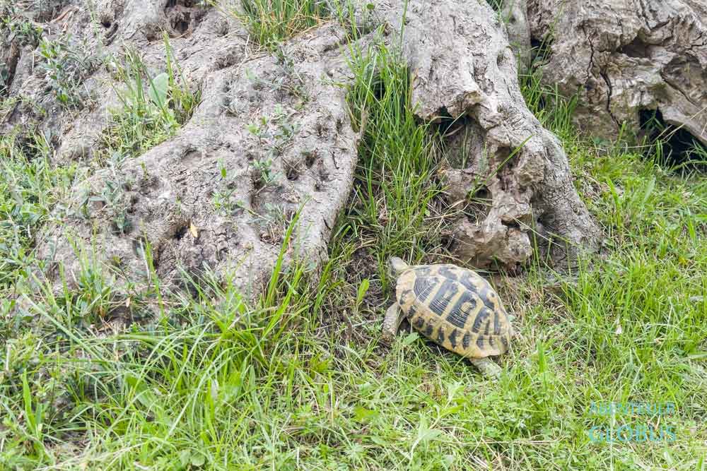 Schildköte auf dem Campingplatz Mali Camping Kruja
