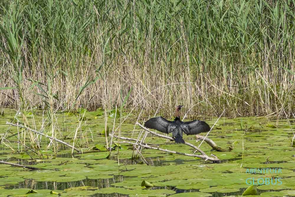 Bootsausflug auf dem Skadarsee: Kormoran