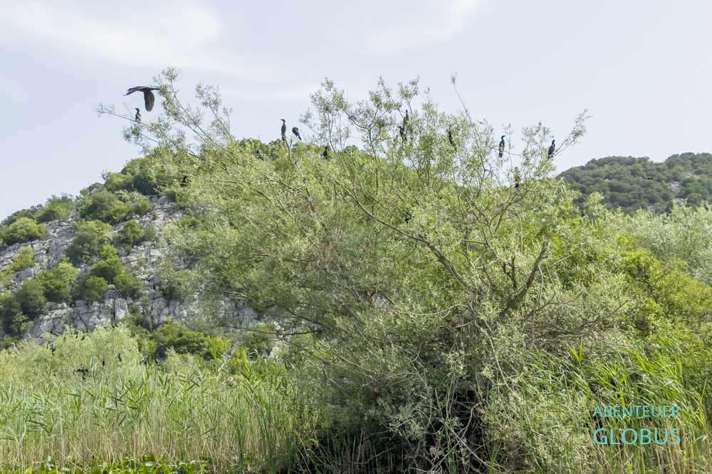 Bei einer Bootstour von Rijeka Crnojevica auf dem Skutarisee: Kormorane auf einem Baum