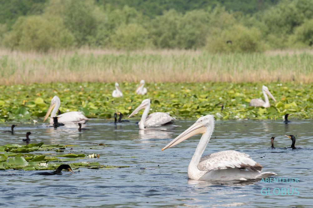 Krauskopfpelikan, das Symbol des Nationalparkes Skadarsko Jezero