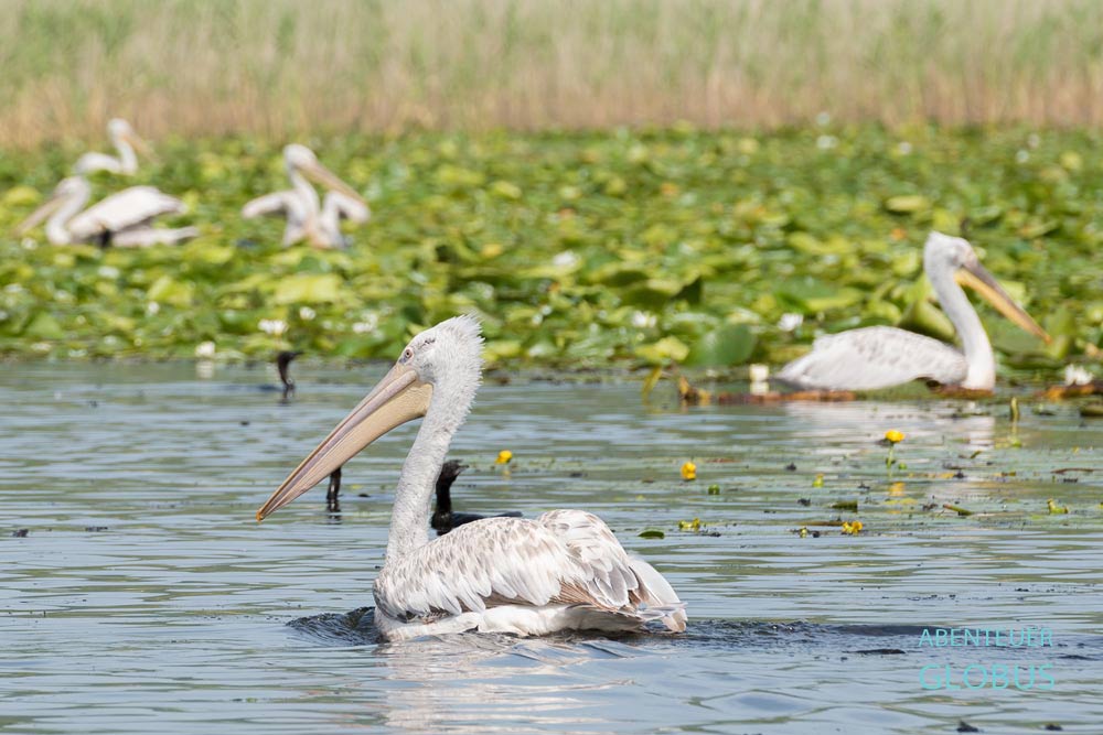 Bootstour von Rijeka Crnojevica: Krauskopfpelikane auf dem Skutarisee