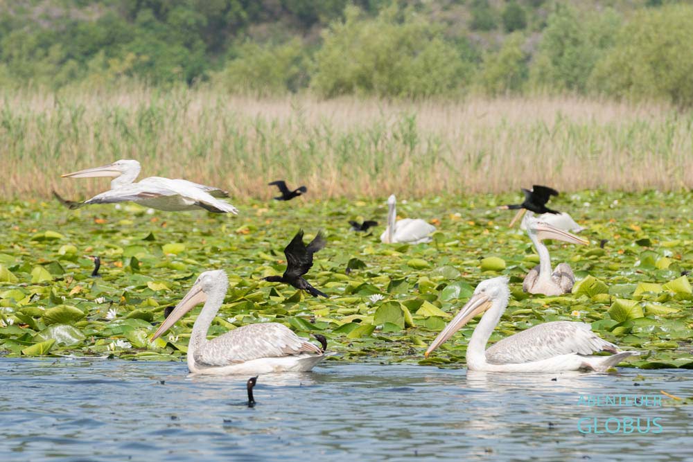 Highlight von Rijeka Crnojevica: Pelikane und Kormorane auf dem Skutarisee