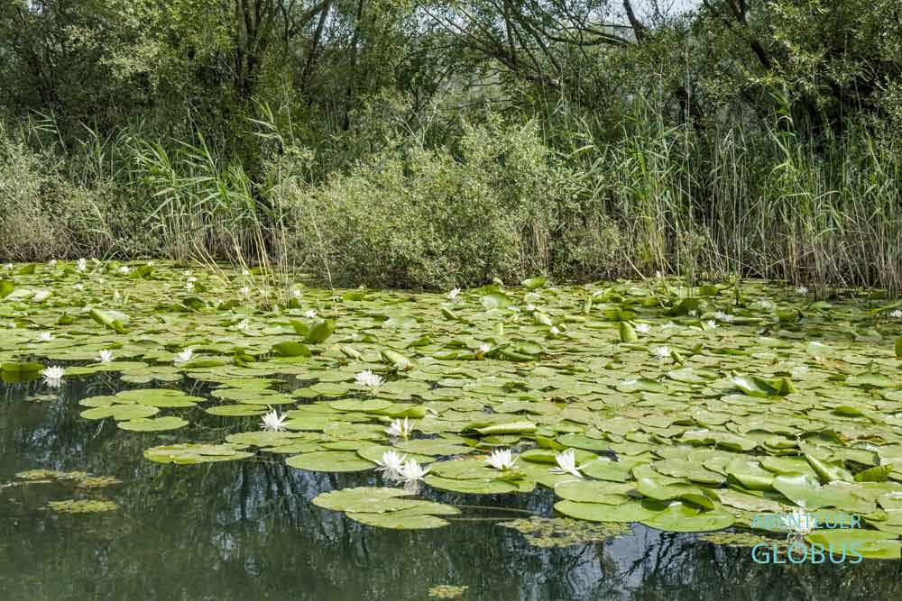 Bootsausflug von Rijeka Crnojevica: Viele Seerosen gibt es auf dem Skadarsee.
