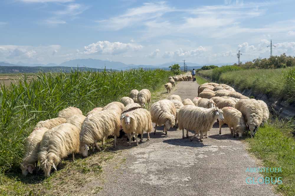 Radtour in der Saline von Ulcinj (Ulcinjska Solana Bajo Sekulic) 