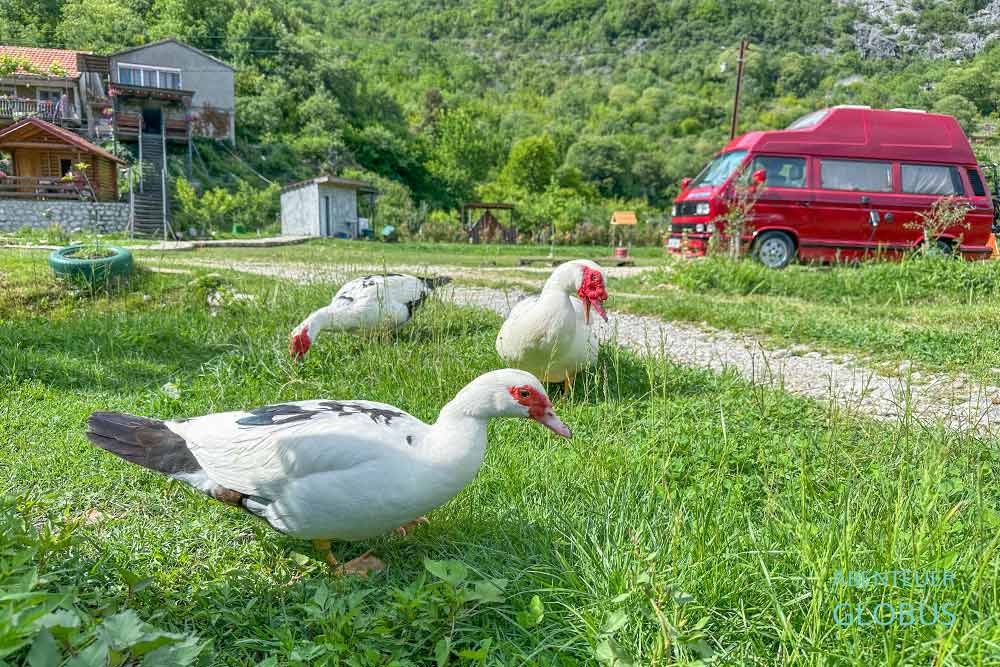 Campingplatz bei Virpazar: Camp Sunny Hills mit Enten