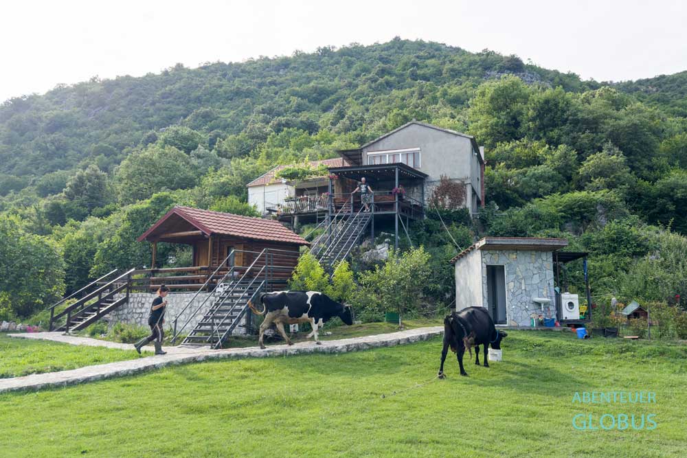 Campingplatz bei Virpazar: Camp Sunny Hills, Anna mit ihren Kühen und ein Bungalow 