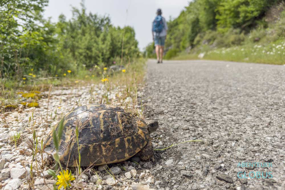 Schildkröten im Orahovstica Tal 