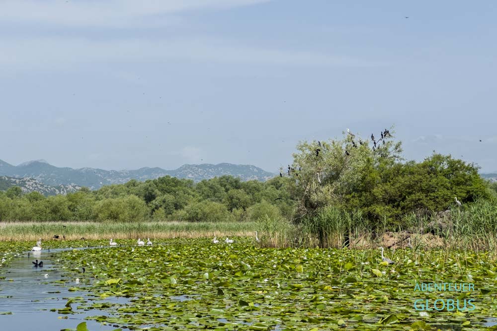 Bootsausflüge auf dem Skutarisee von Virpazar: Krauskopfpelikane und Kormorane