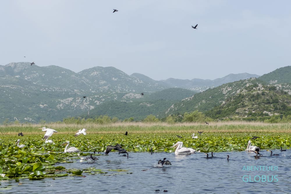 Bootsausflüge auf dem Skutarisee von Virpazar: Krauskopfpelikane und Kormorane