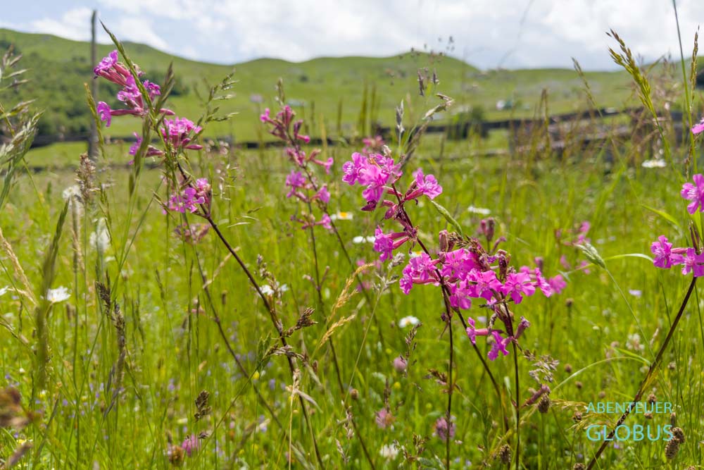 Blumenpracht auf den Almwiesen des Plateaus Sinjajevina 