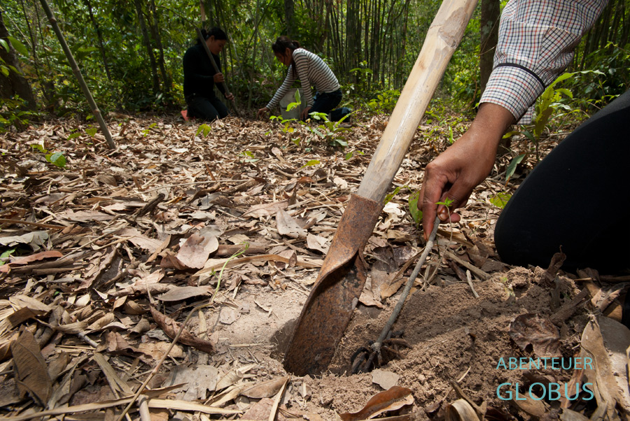 Eine Frau gräbt eine Vogelspinne aus.