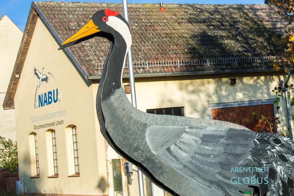 Im NABU-Informationszentrum können Kranichexkursionen gebucht werden. Dort erfährt man auch, ob der Campingplatz am Hafen geöffnet ist. 