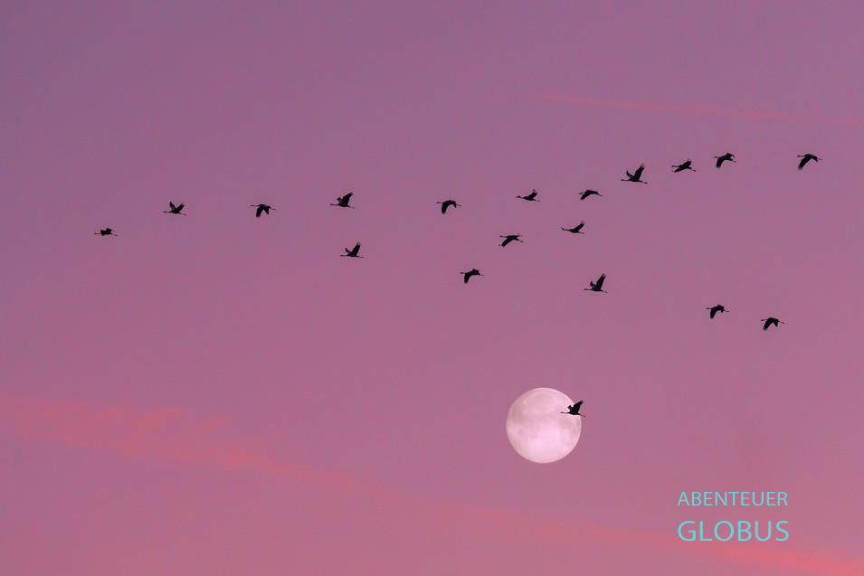 Kraniche im Vollmond in Linum