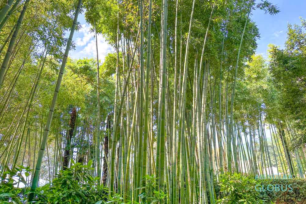 Opatija: Bambus im Angiolina-Park 