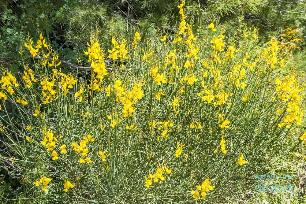 Wanderung zum Viewpoint Orebic: Ginster am Wegesrand
