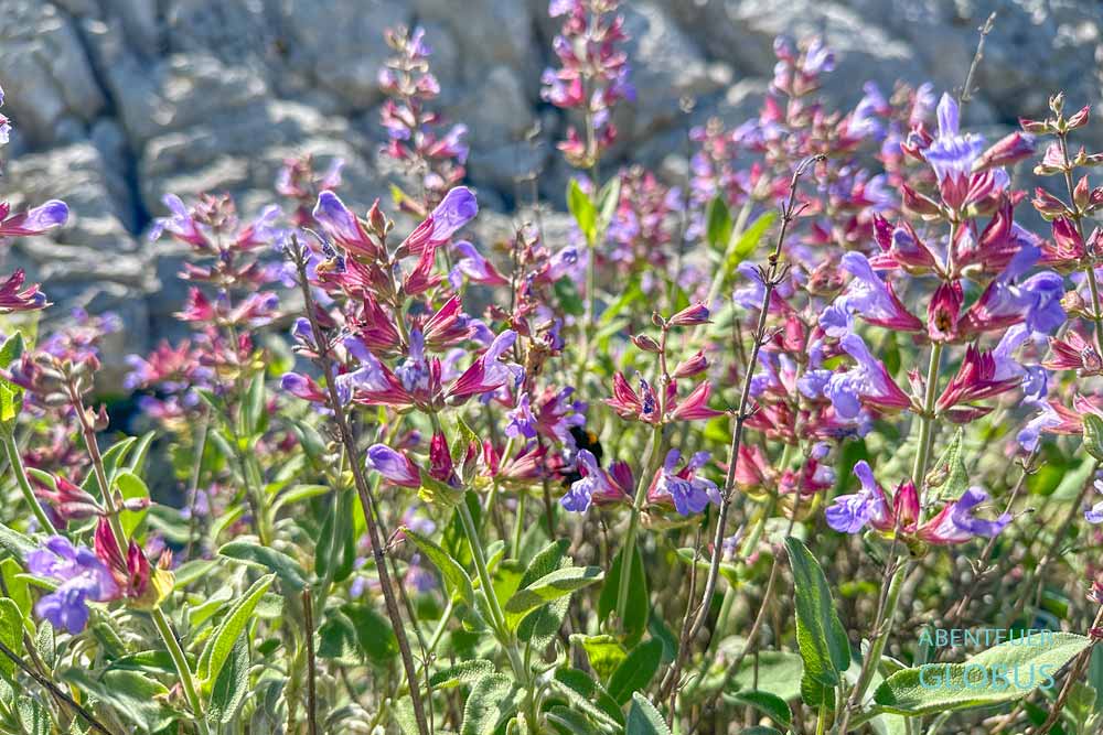 Wandern zum Viewpoint Orebic: Wilder Salbei am Wegesrand