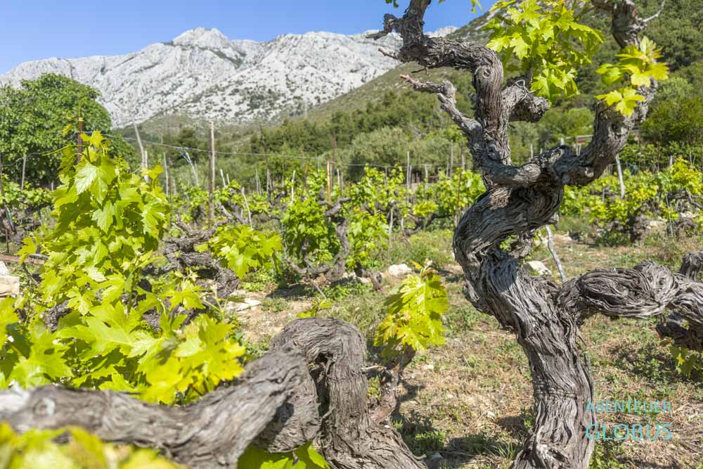 Orebic auf Peljesac: Weinberg und der Berg Sveti Ilija 