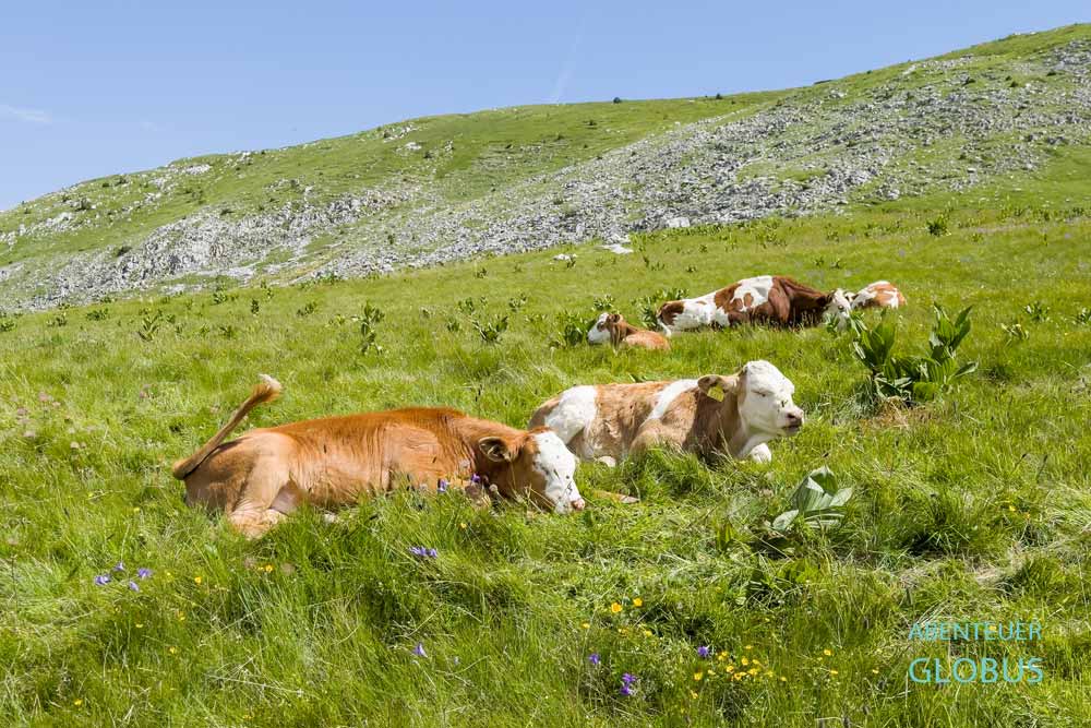 Grasende Kühe am See Savina Voda auf dem Sinjajevina-Plateau