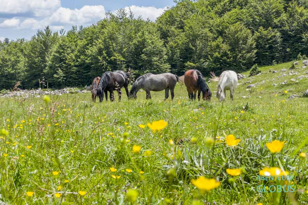Ausflug vom Lipovo-Tal: Wildpferde auf dem Sinjajevina Plateau