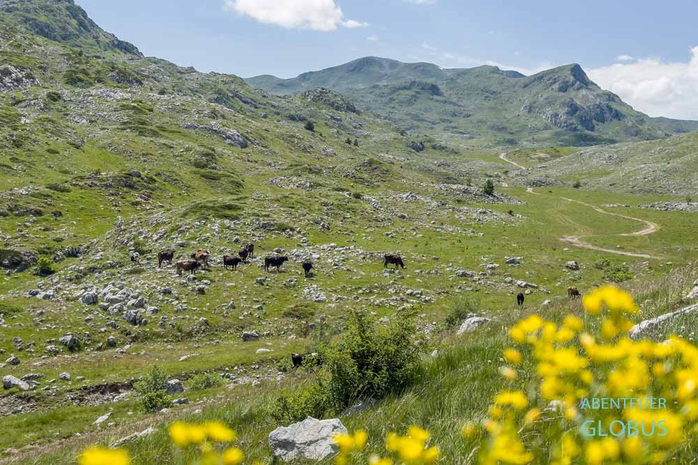Ausflug vom Lipovo-Tal: grasende Kühe auf dem Sinjajevina Plateau
