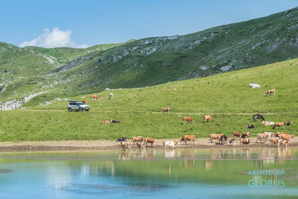 Hochplateau Sinjajevina ist im Juni: Kühe grasen auf blühenden Wiesen.