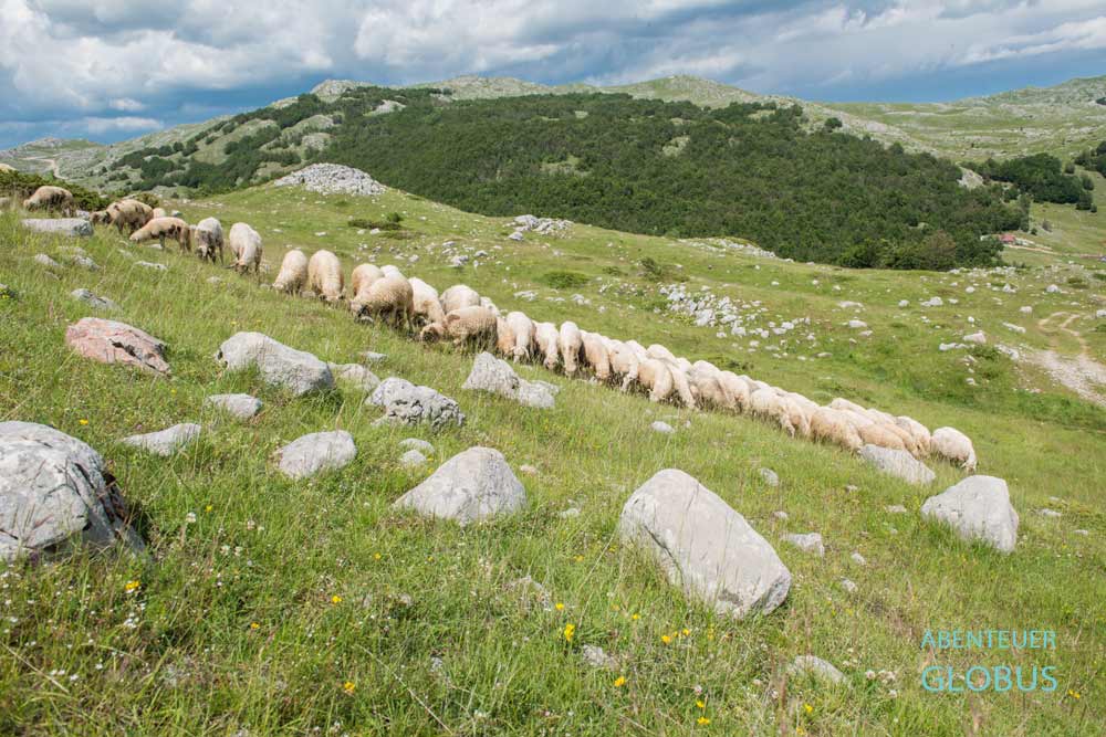 Tour vom Lipovo-Tal bei Kolasin: Schafe im Sinjajevina-Gebirge
