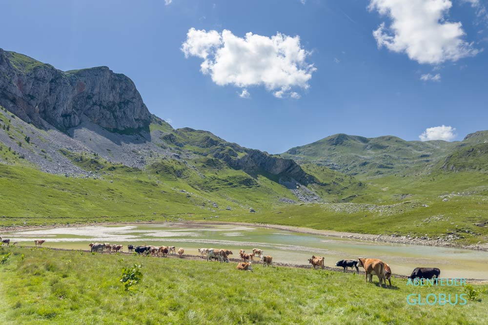 Kuhherde am See Savina Voda auf dem Sinjajevina-Plateau