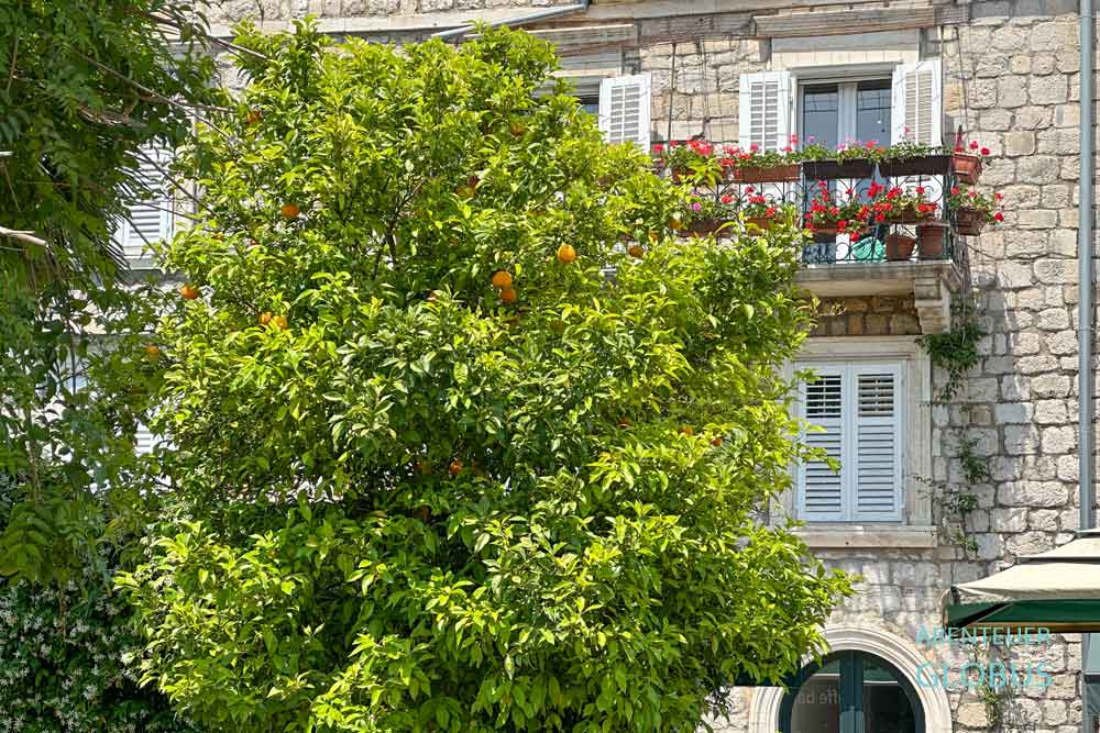 Orangenbaum in Ston, Halbinsel Peljesac
