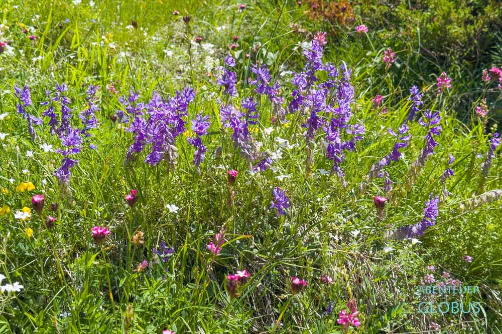 Blumenwiese nahe Bergdorf Dolovi Lalevica 