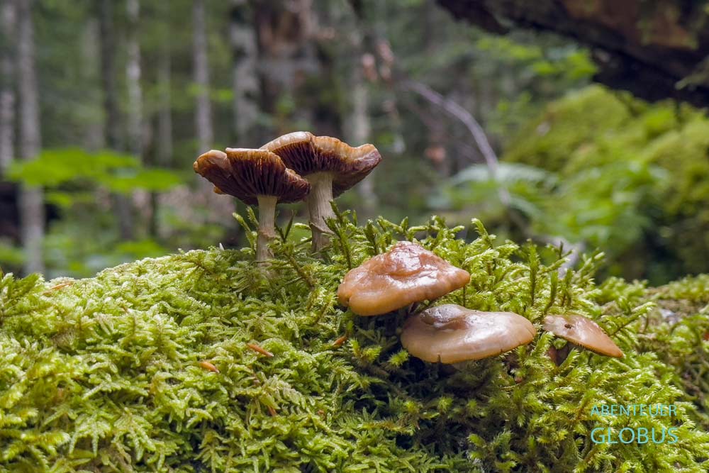 Pilze im Nationalpark Biogradska Gora