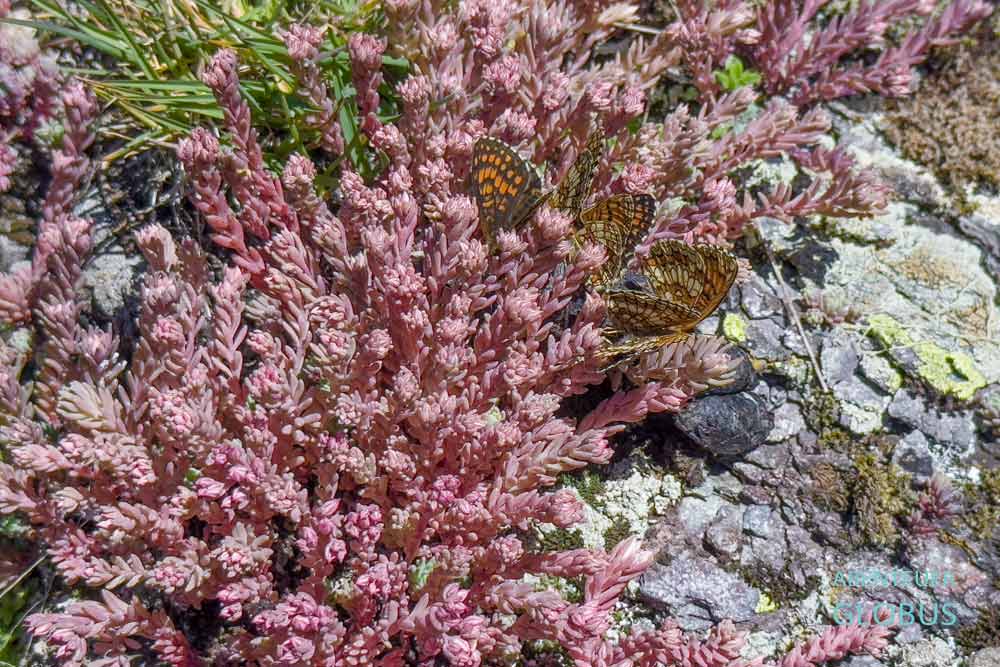 Schmetterlinge im Nationalpark Biogradska Gora